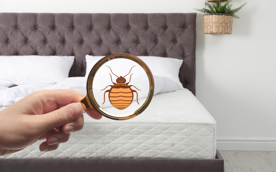 Woman with magnifying glass detecting bed bugs on mattress to show how to handle bed bugs and moving