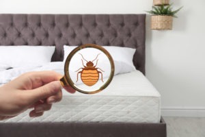 Woman with magnifying glass detecting bed bugs on mattress to show how to handle bed bugs and moving